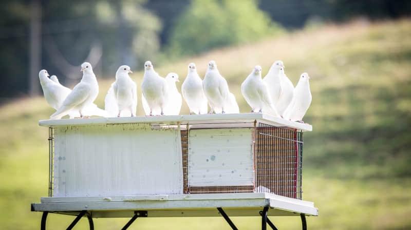 Dovecot email Dovecot email