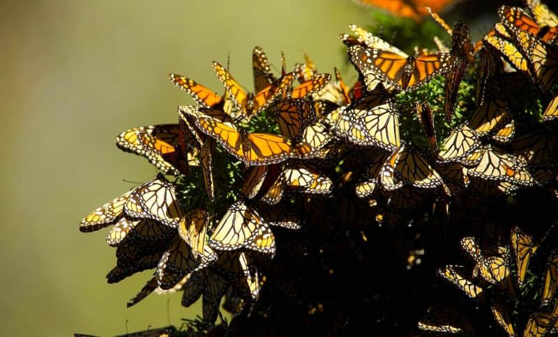 Migrating to LInux Migrating to LInux