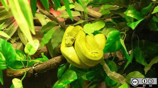 Python in a tree Python in a tree