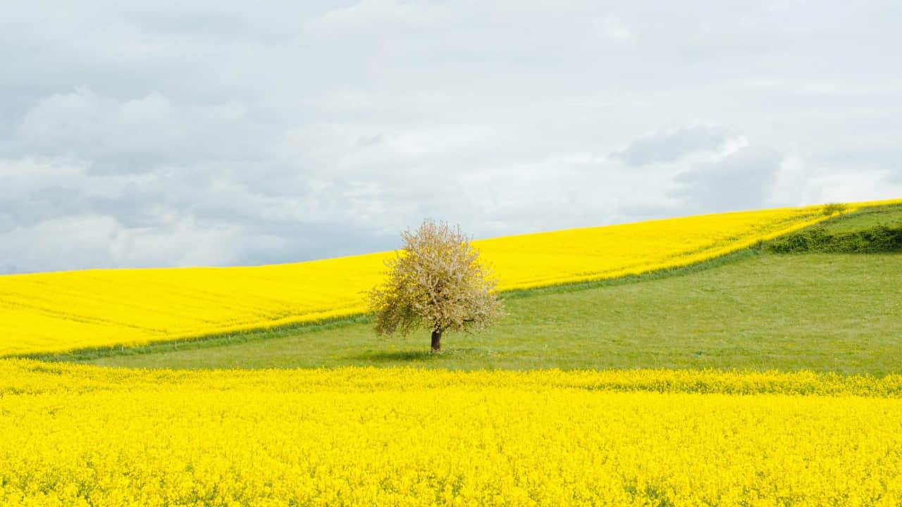 bash logo on green background