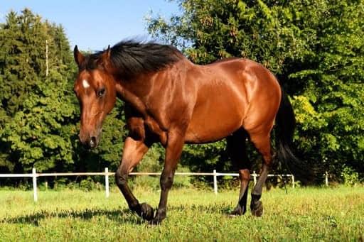 Horse 马